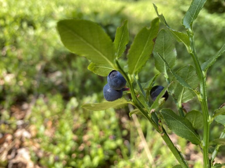 Bacche mature di mirtillo (Vaccinium myrtillus L.)