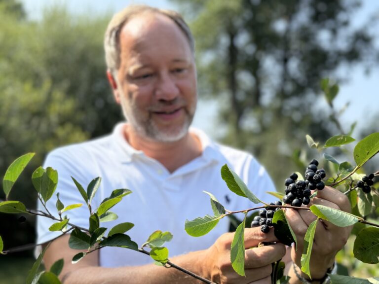 Christian Artaria examine le stade de maturation des baies d'aronia.