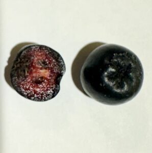 Section of an aronia berry