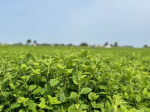 Melissa plants
