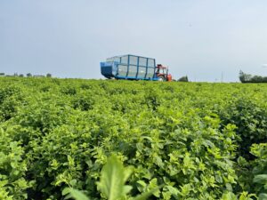Tracteur en action entre les rangées de mélisse
