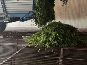 Truck discharging freshly cut lemon balm from truck