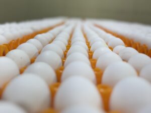 Eier auf orangefarbenen Tabletts