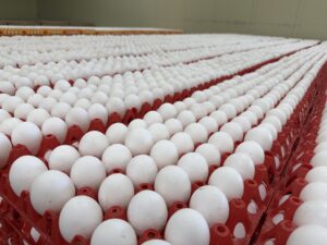 Eier auf roten Tabletts